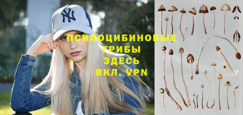 Псилоцибиновые грибы Psilocybe  как найти закладки  Камень-на-Оби 